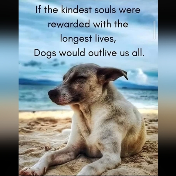 New & lightly used plus size clothing, Coach bags & misc items @ great prices! - Picture 5 of 5